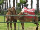 camels_small.jpg