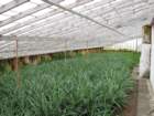 pineapplegreenhouse_small.jpg