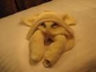 towelcrab_small.jpg