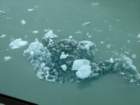 dirtyiceberg_small.jpg