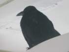 nicetalons_small.jpg