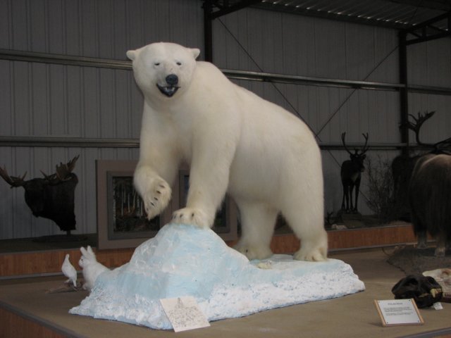 polarbear.jpg