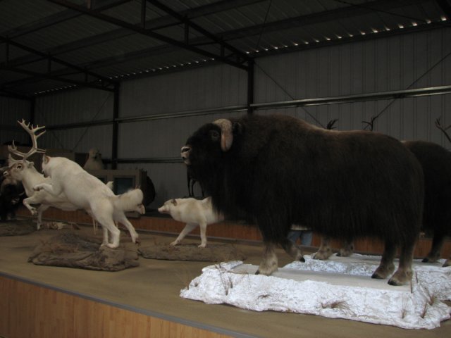 wolvesmuskoxen.jpg