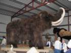 woollymammoth_small.jpg