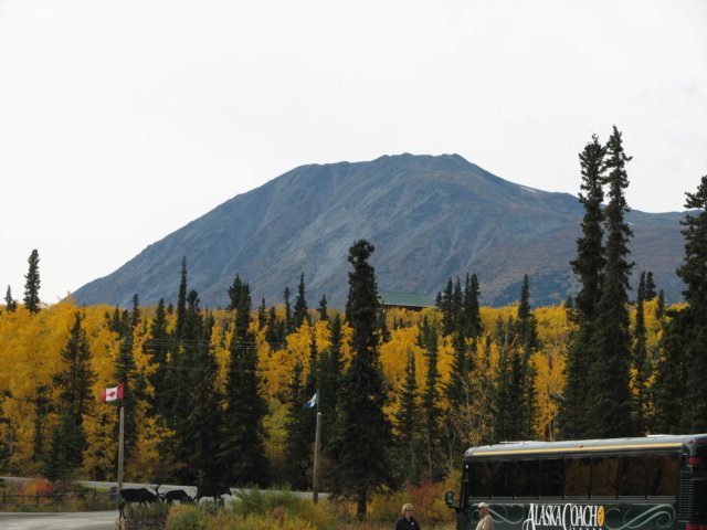 yellowaspens.jpg