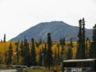 yellowaspens_small.jpg